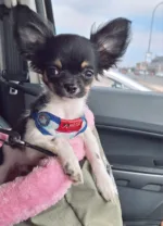 Happy dog in car seat