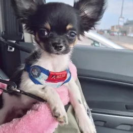 Car Seat for Dogs
