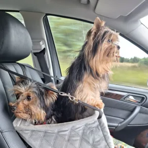 Car Seat for Dogs