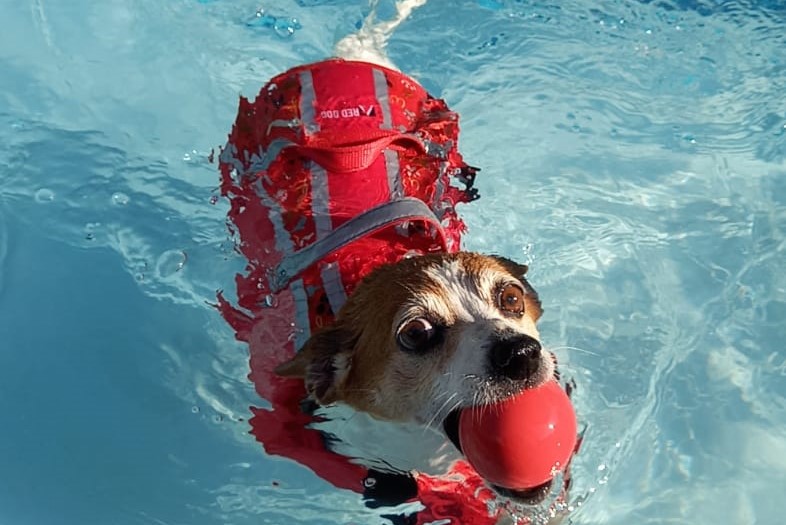 Dog swimming hotsell life jackets