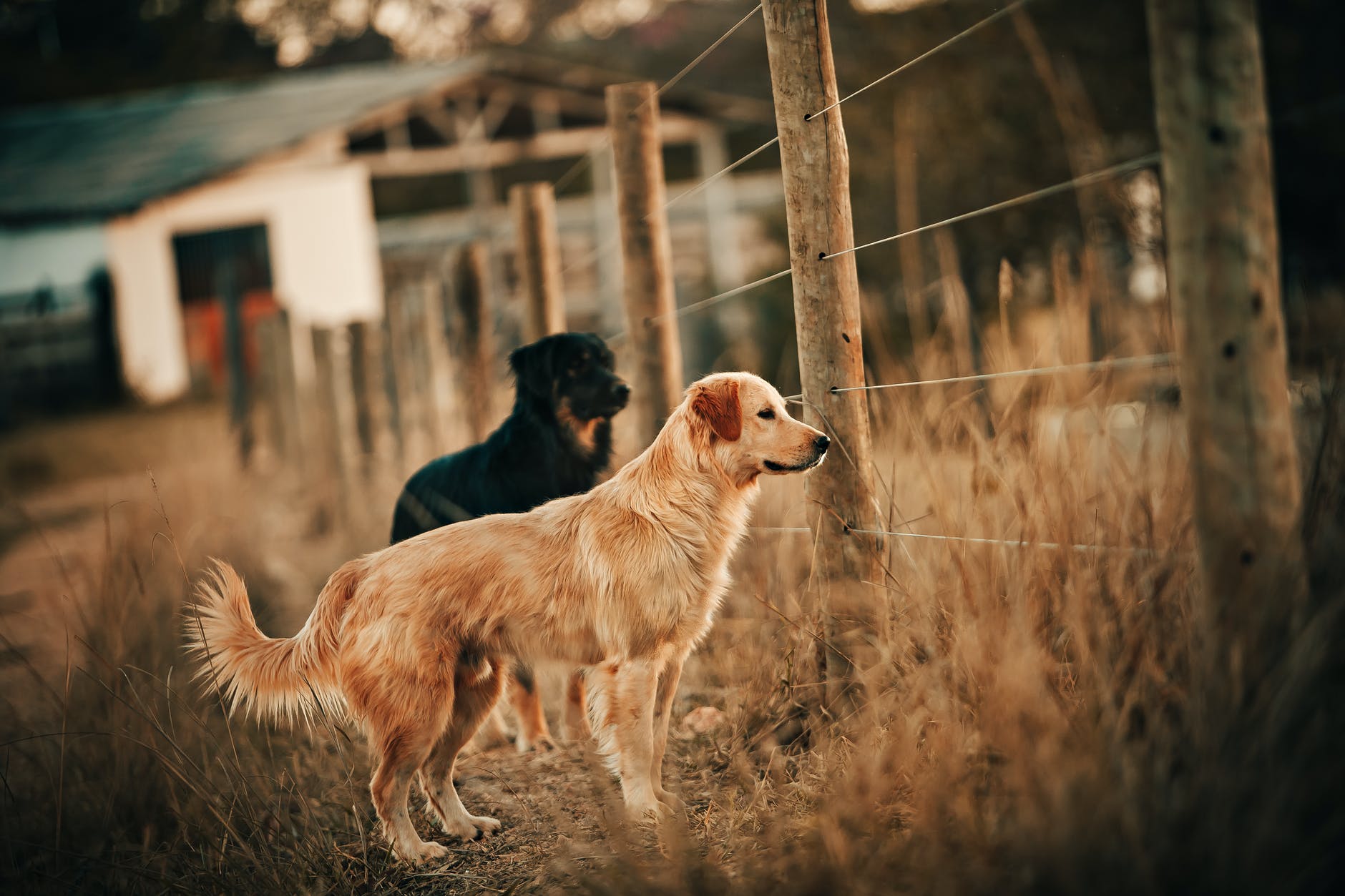 photo of dogs near fence