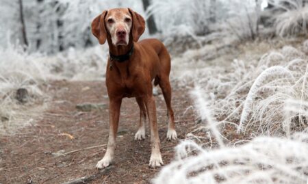 depth of field photography of brown dog near white grasses