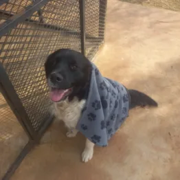 Donate a Quality Blanket (FREE Delivery to shelter)