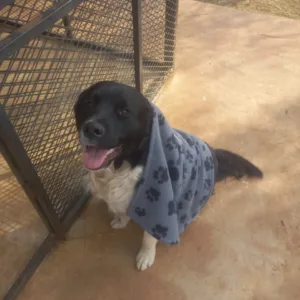 Donate a Quality Blanket (FREE Delivery to shelter)