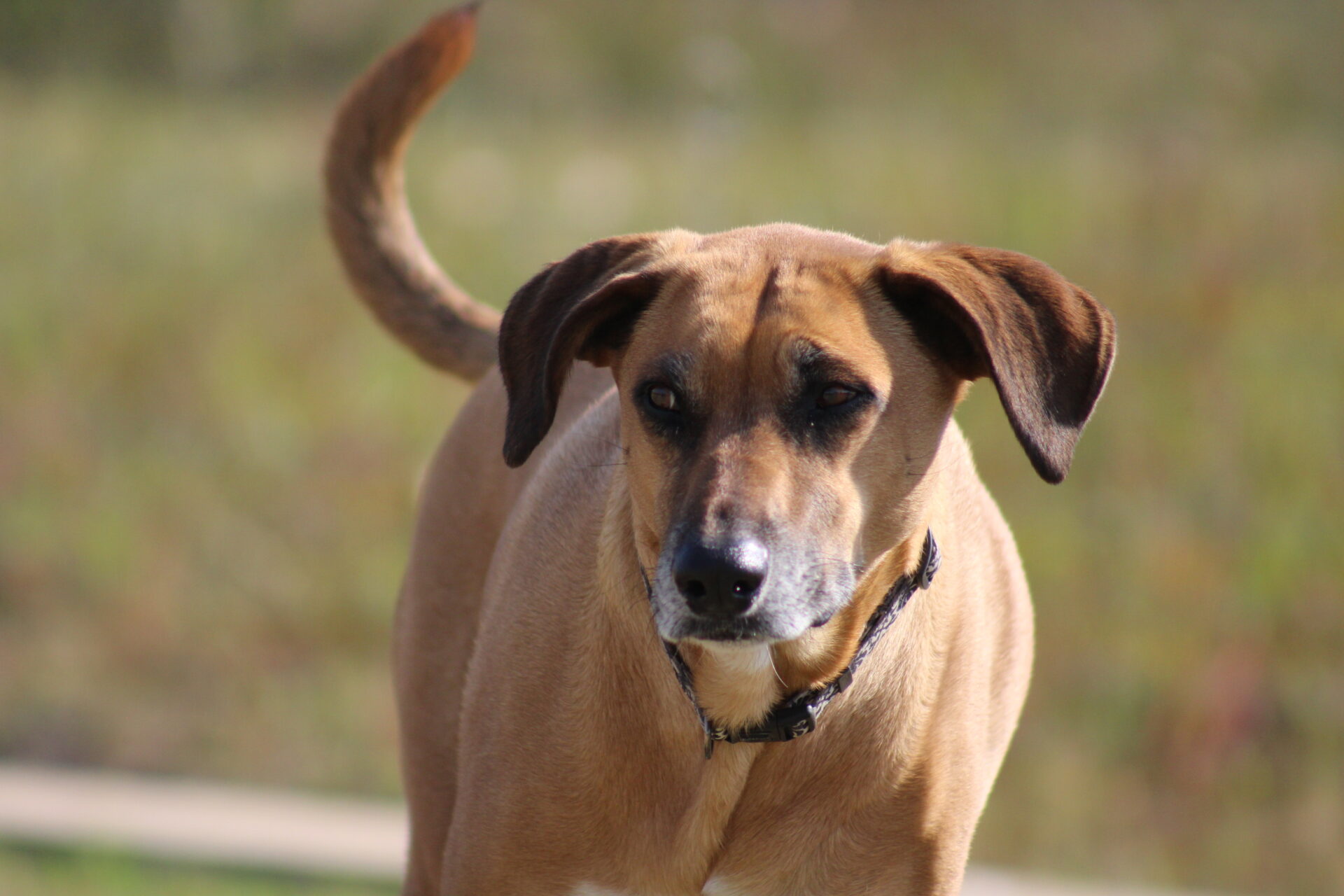 DogOnline – The Africanis - the Dog of Africa