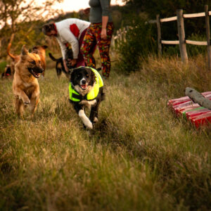 Collars, Leads and Harnesses