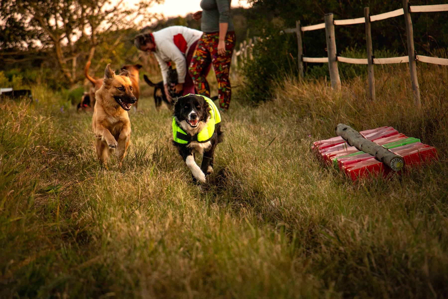 Collars, Leads and Harnesses