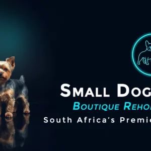 WE Love Small Dog Adoptions & Rehoming
