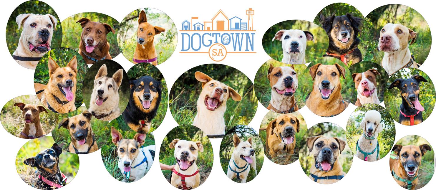 DogTownSA Shop