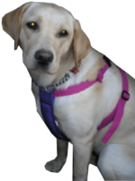 Care Safety Harness in Pink